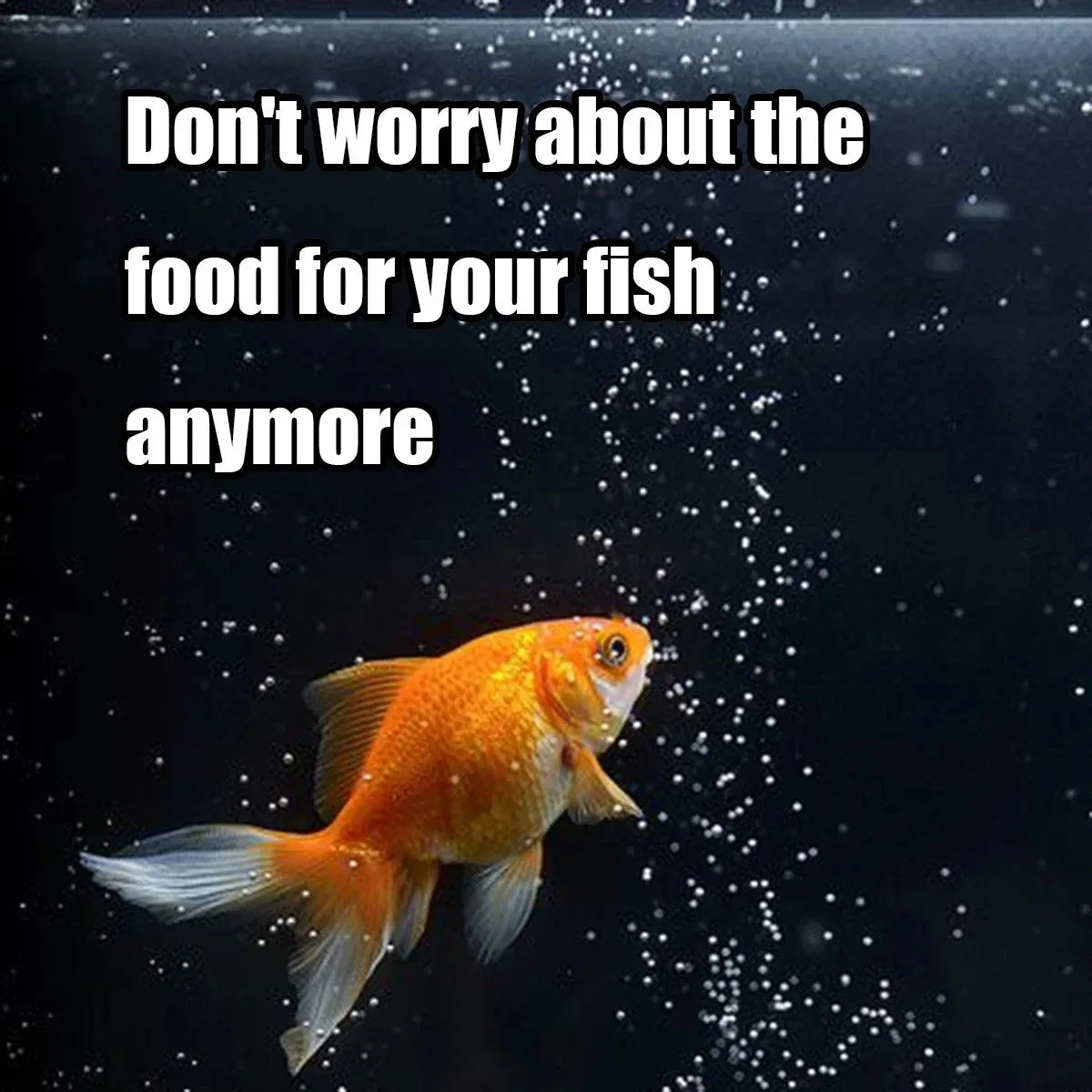 Zentio™ Precision Automatic Fish Feeder